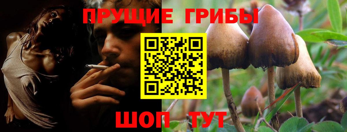 Галлюциногенные грибы GOLDEN TEACHER  Вход с VPN  Кировск  где можно купить   Галлюциногенные грибы Magic Shrooms 